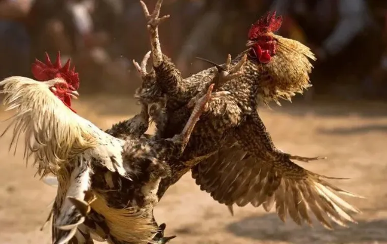 Đá gà king88 online